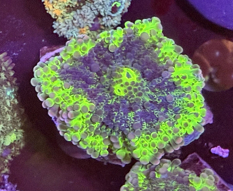 Ricordea Yuma mushroom 1.5Ó Live Coral  __ Anemone