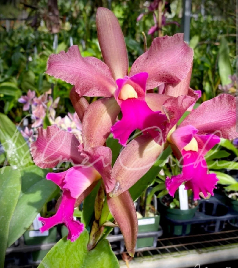Pink blooming Cattleya orchid plant with magenta and yellow center flowers