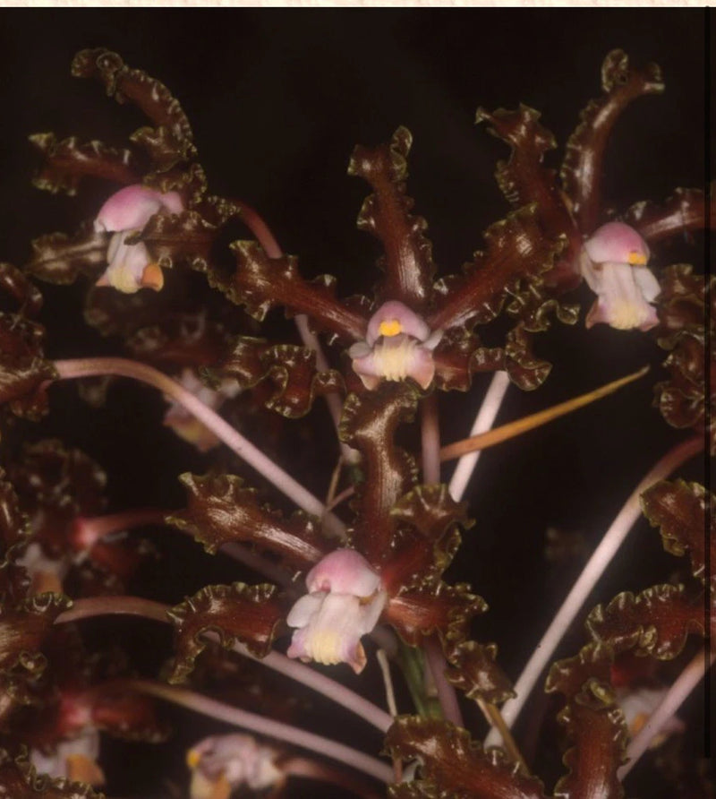 Orchid plant with clusters of small pink and white blooms on dark reddish stems