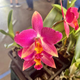 C. Warpaint ÔLennettÕ X C Miracle Of Mine Ôcircles Within CirclesÓ 2Ó Seedling Orchids