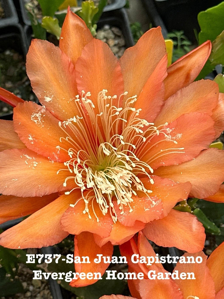 Orange orchid cactus flower in 4 in starter pot