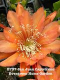 Rooted Epiphyllum Orchid Cactus ÒSan Juan CapistranoÓGrowing In 4Ó Starter Pot. Orchids