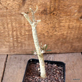 D4685 EUPHORBIA MARNIERAE pot8-H15-W2 cm MaMa Cactus Green Plant