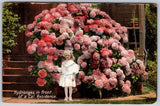 1907 California Hydrangeas Postcard - Young Girl & Giant Flowers Hydrangea