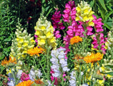 Fairy Bouquet Mixed Snapdragon Seeds - Beautiful Flowers - Multiple Quantities Bouquet