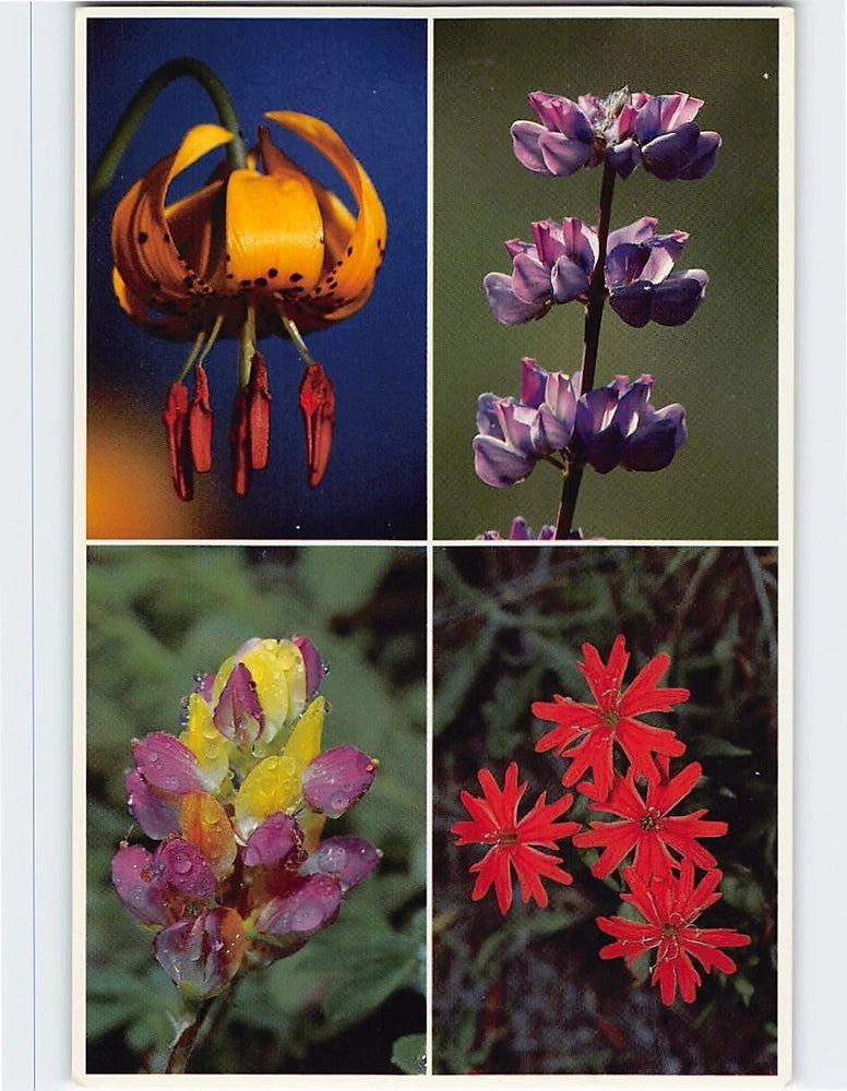 Four-panel flower collage postcard with orange, purple, yellow-pink, and red blooms