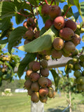 50+ Ogden Point Kiwi Seeds Arctic Grape Berry Superfruit Garden Plant Cold Hardy Garden Plants