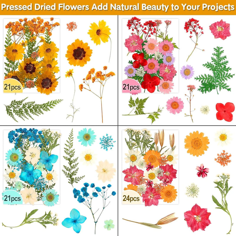 Pressed dried flower set, mixed orange and yellow blooms with green leaves