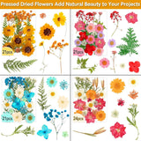 235 Pcs Pressed Dried Flowers Resin Natural Real Crafts Bulk Dry Molds Candles Dried Flower