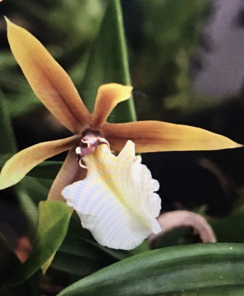 Orchid live Epi. polybulbon - mini orchid - mounted or basket Orchids