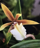 Orchid live Epi. polybulbon - mini orchid - mounted or basket Orchids