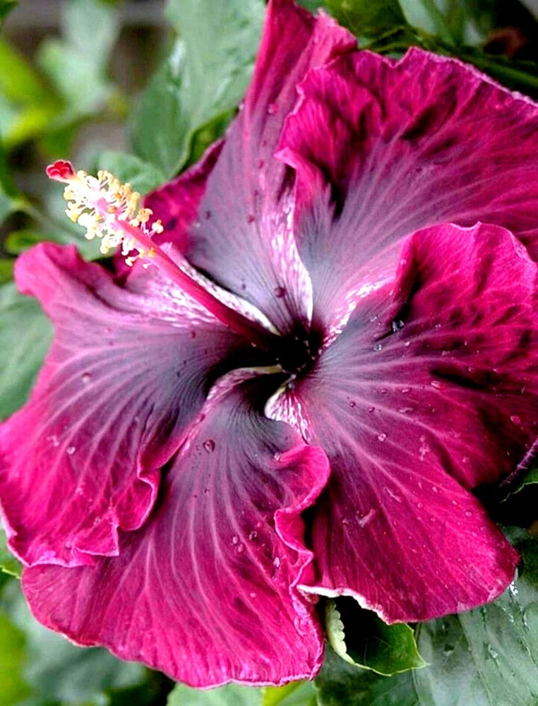 Pink hibiscus moscheutos mallow flower with ruffled petals and dark central eye