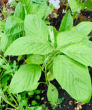 2000+ Green Amaranth Seeds Chinese Spinach Green Edible Vegetable USA Garden Plants
