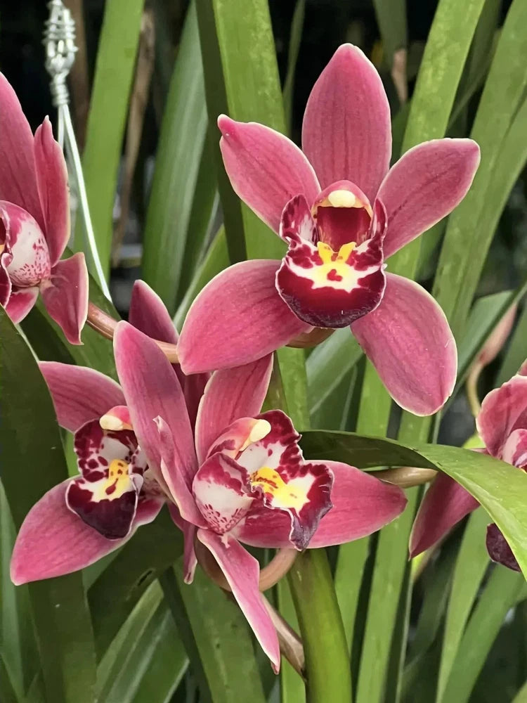 Pink cymbidium orchid flowers with yellow and dark red speckled centers and green leaves
