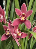 Cymbidium (Jessie Blackiston x Peter's Fire) 'Yellow Spot Pink'. ~ 5" Pot Orchids