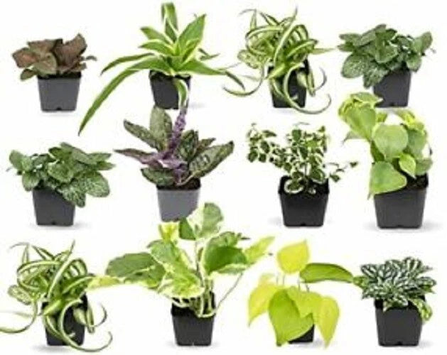 5 Fairy Garden Plants Assorted Varieties!!! Garden Plants