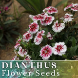 500+ Carmine Drizzle Dianthus Seeds US SELLER Annual Flowers Seed Carnation Bulk Carnation