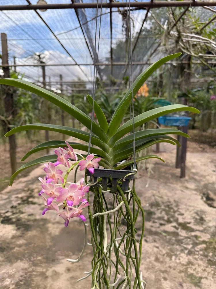 Pink and purple orchid blooms with green leaves on slender stems