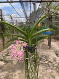 Rare Rhynchostylis Gigantea 'Wuttiphan' Ð Very Rare Thai Orchid  Frequent Bloom Dried Flower