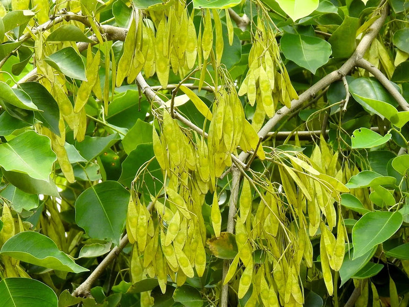 Dalbergia sissoo | North Indian Rosewood | Shisham | 10_Seeds Garden Plants