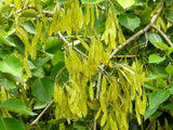 Dalbergia sissoo | North Indian Rosewood | Shisham | 10_Seeds Garden Plants