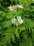 20 SWEET CICELY Myrrhis Odorata Herb Fragrant Flower Licorice Flavor Seeds Garden Plants