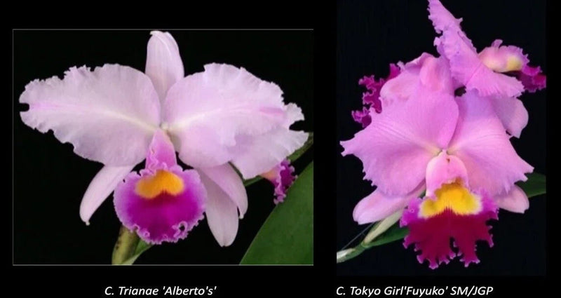 Pink and white Cattleya orchid blooms with purple frilly edges and yellow centers