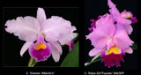 Cattleya trianae 'Alberto's' x C. Tokyo Girl'Fuyuko' SM/JGP unbloomed orchid Orchids