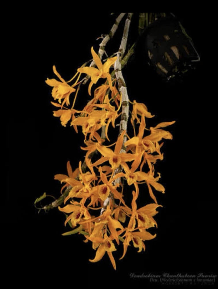 Mounted orchid with cascading orange-yellow dendrobium flowers on dark mount