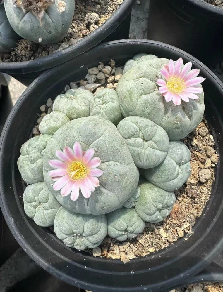 Small potted succulent cactus with pale green leaves and pink daisy flowers
