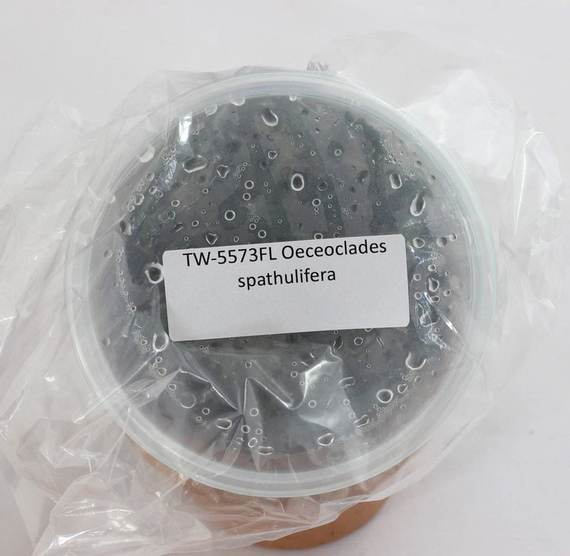 Orchid tissue culture flask with dark medium, sealed in clear plastic wrap