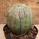 D2585 EUPHORBIA OBESA ARROW pot12-H11-W10 cm MaMa Cactus Green Plant
