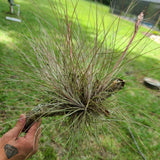 Tillandsia Bromeliad Bartram Bartramii air plant hardy Orchids