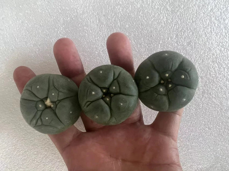 Small dark green succulent cactus plants, round pads with pale speckles