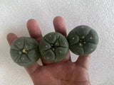 1PCS  LW Succulent Cactus Plant Beautiful Cactus Garden DŽcor Boutique 4-5CM Garden Plants