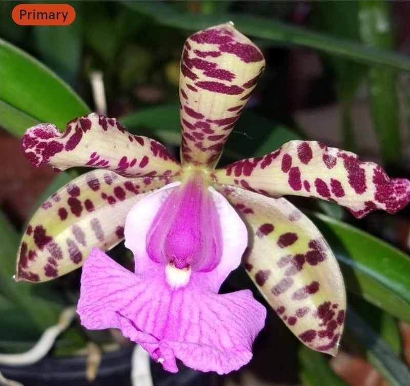 Blooming orchid with cream petals and magenta spots, purple lip, and green leaves
