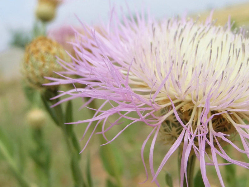 25 AMERICAN ROSE (Centaurea Aloha / American Starflower / American Basket Flower Flowering Plants