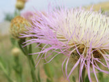 25 AMERICAN ROSE (Centaurea Aloha / American Starflower / American Basket Flower Flowering Plants