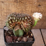 D4983 GYMNOCALYCIUM MIHANOVICHII CRESTED GRAFT pot9-H9-W9 cm MaMa Cactus Green Plant