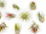 Large Tillandsia Ionantha Guatemala Air Plants - Indoor/Outdoor Green Plant