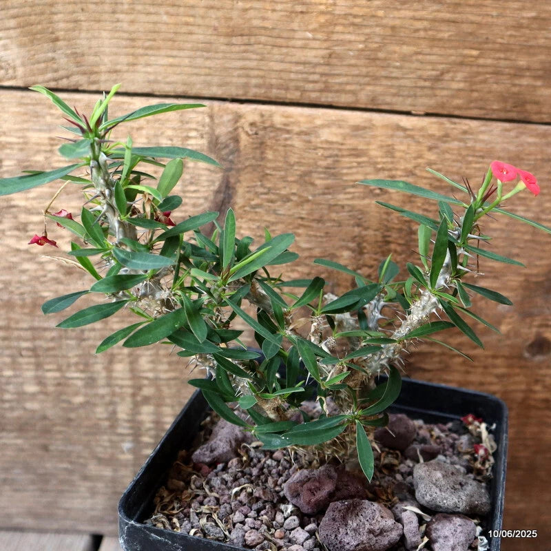 D4529 EUPHORBIA MILII pot12-H15-W14 cm MaMa Cactus Green Plant