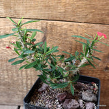 D4529 EUPHORBIA MILII pot12-H15-W14 cm MaMa Cactus Green Plant