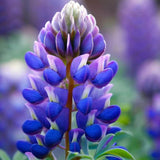 Arroyo Lupine Seeds | Heirloom / Non-GMO | Free Shipping | Flower Seeds | 1255 Flowering Plants
