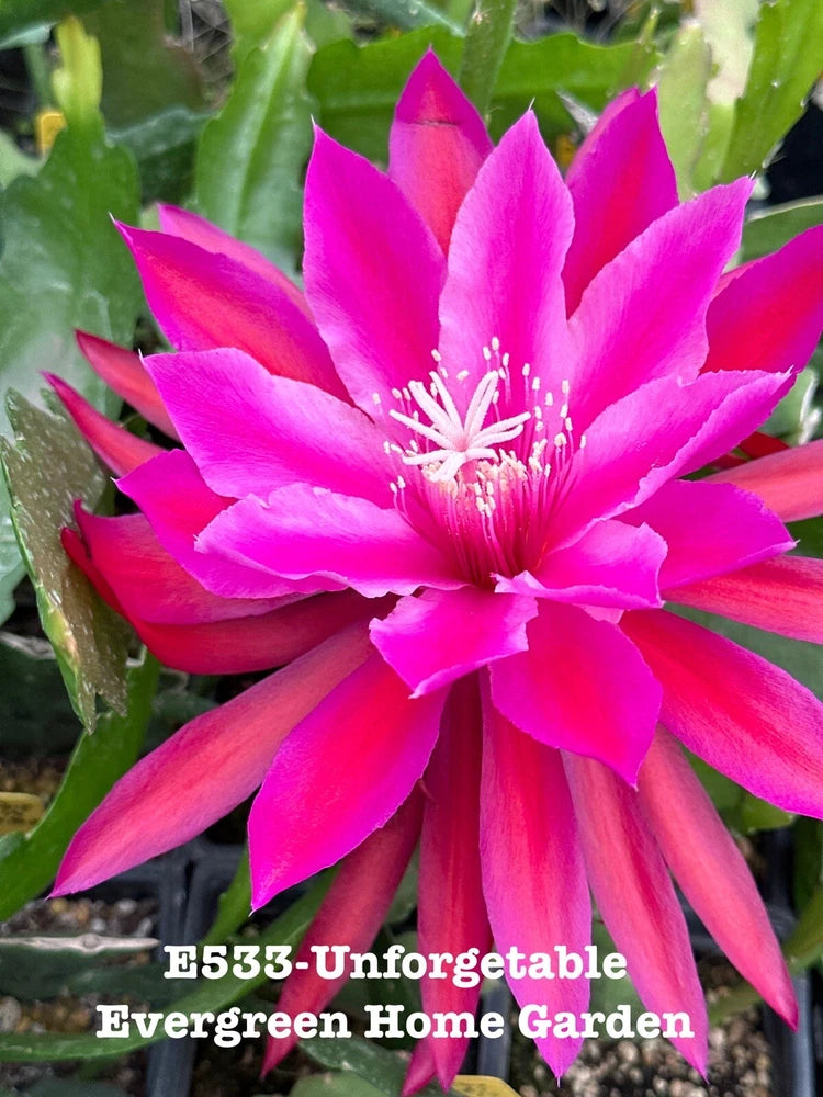 Orchid cactus plant with bright magenta star-shaped flowers in a small pot