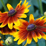 Gloriosa Daisy Seeds | Black Eyed Susan | Rudbeckia Hirta | Free Shipping | 1180 Daisies