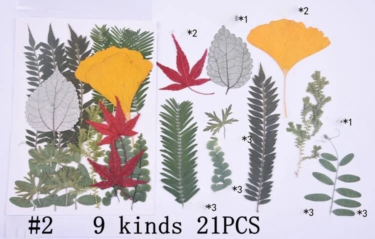 Set of 21 pressed dried leaves, assorted shapes and colors, front view