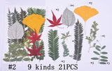 21PCS Real Pressed Dry leaves collection, different leaves as picture FCD502 #2 Dried Flower