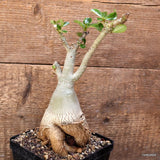 D4084 ADENIUM OBESUM pot12-H23-W10 cm MaMa Cactus Green Plant