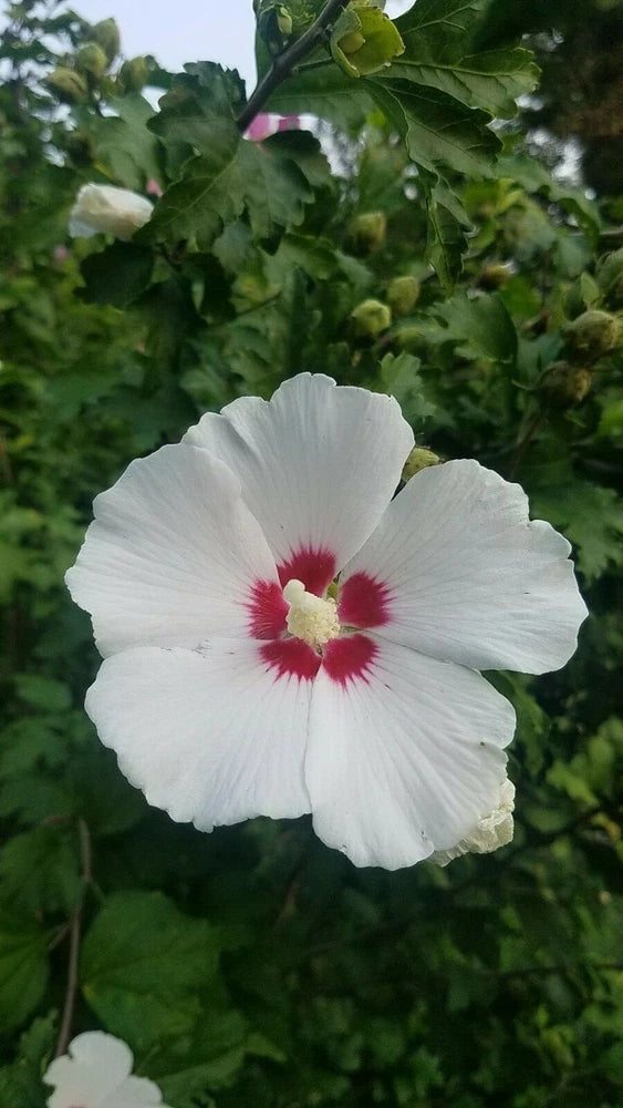 HIBISCUS ROSE OF SHARON. LIVE 18"-24". 2 PLANTS + 1 free. PERENNIAL MIXED COLORS Flowering Plants