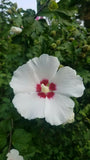 HIBISCUS ROSE OF SHARON. LIVE 18"-24". 2 PLANTS + 1 free. PERENNIAL MIXED COLORS Flowering Plants